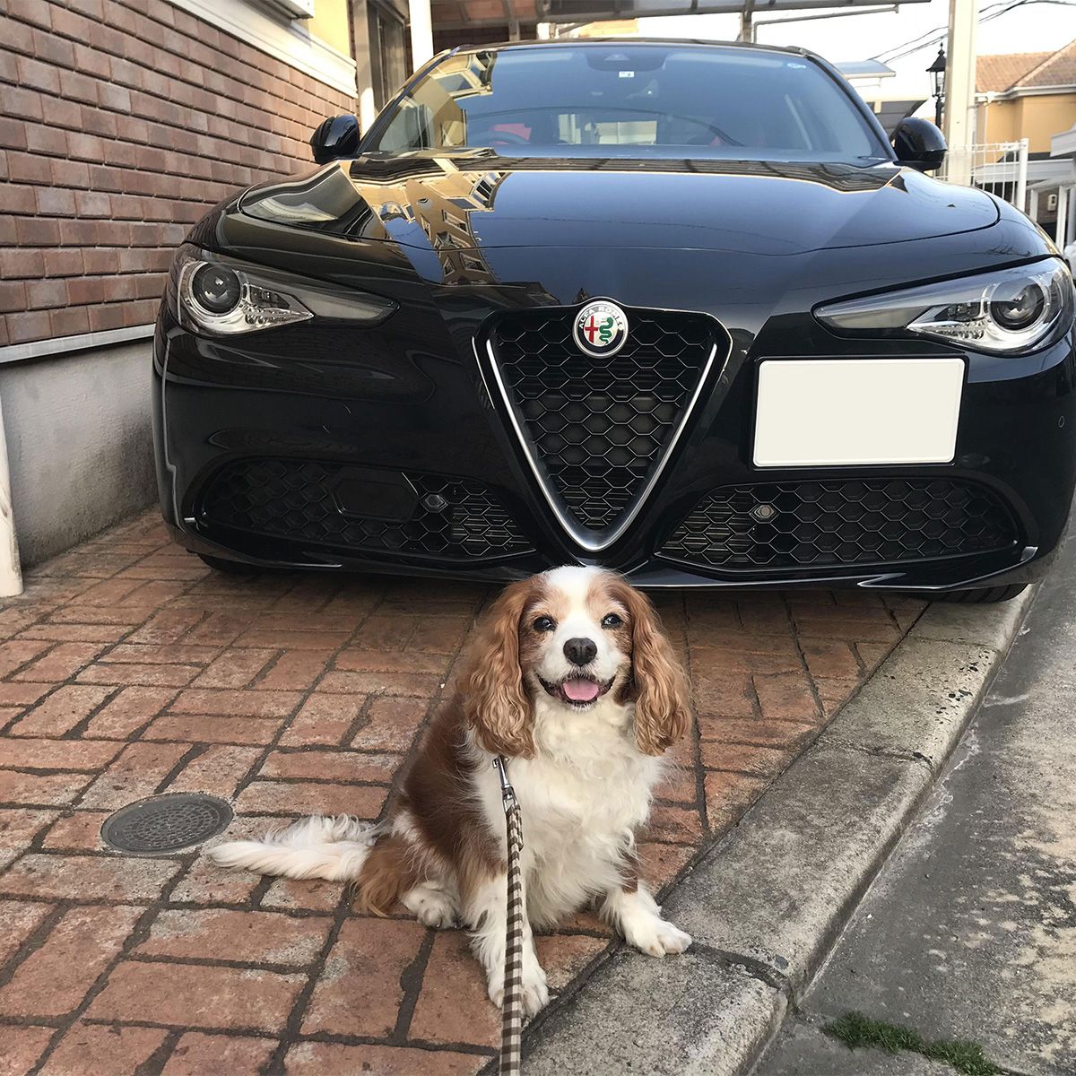 ジュリアが家にやって来たその日、アール先生無茶苦茶嬉しそう、乗る気満々です。