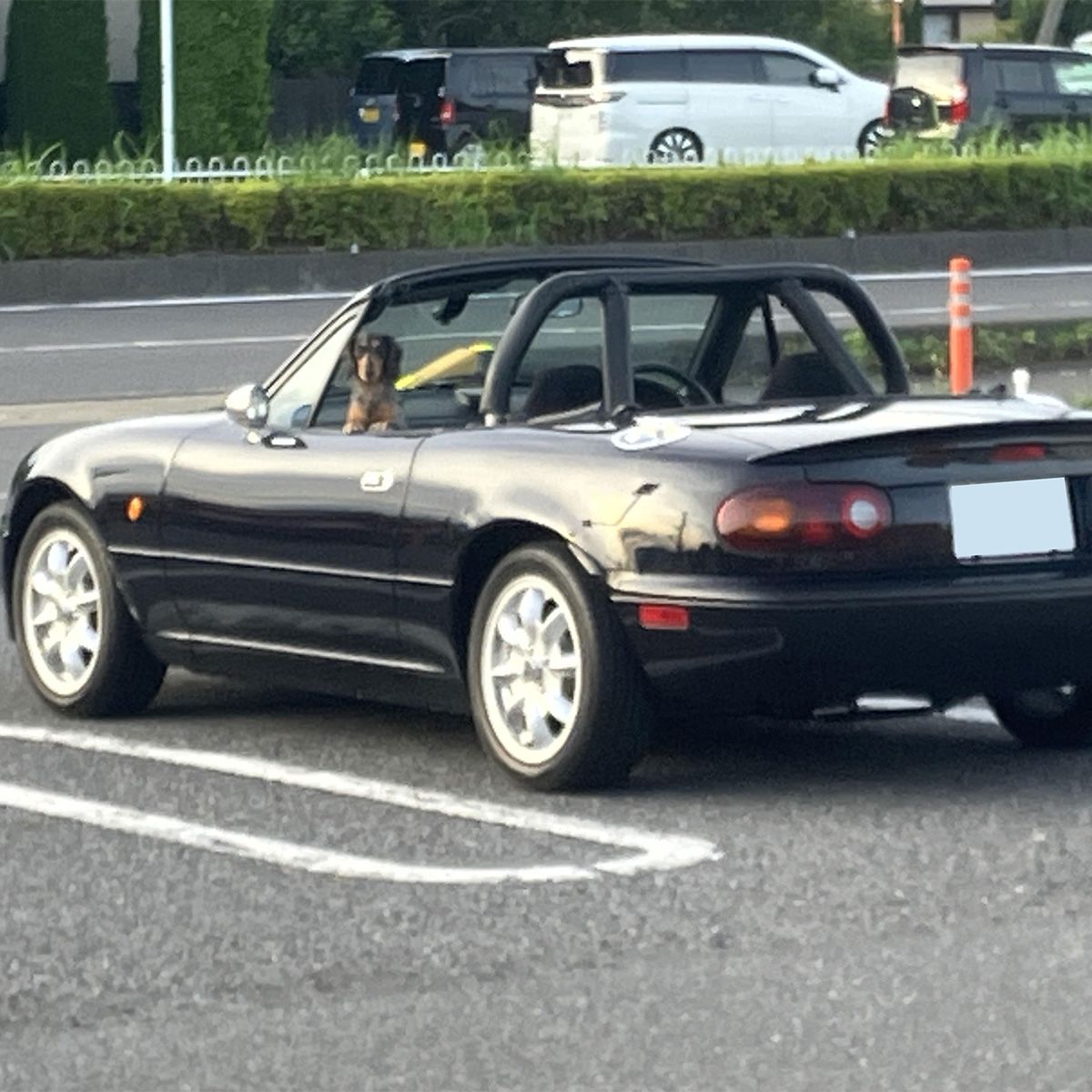 飼い主を発見し、熱い視線を送って来てます