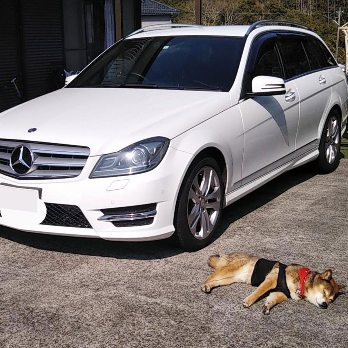 別荘の駐車場で…。 天気がとっても良いので小次郎はクルマの横で気持ち良さそうに寝てます(笑)