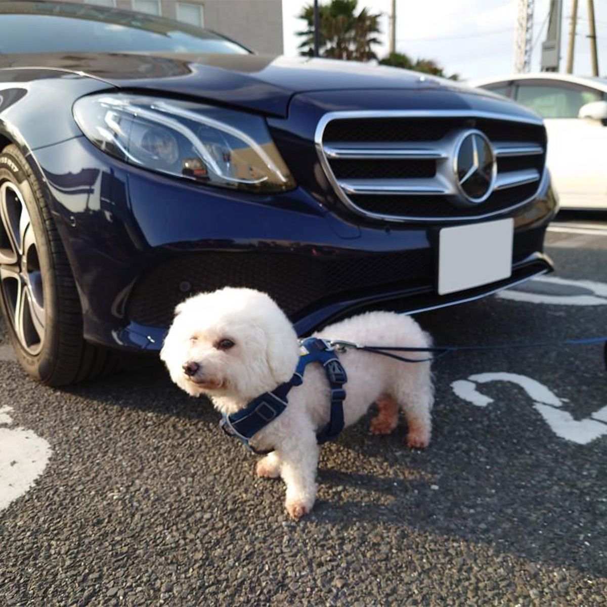 早く散歩へ行きたいところ。