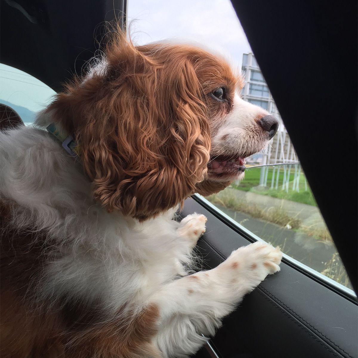 これは松坂に行った時、焼肉のにおいに反応してにおいの源を必死になって探している先生です。食いしん坊丸出し笑笑(ギブリ)遠くに焼肉屋を見つけたようです。