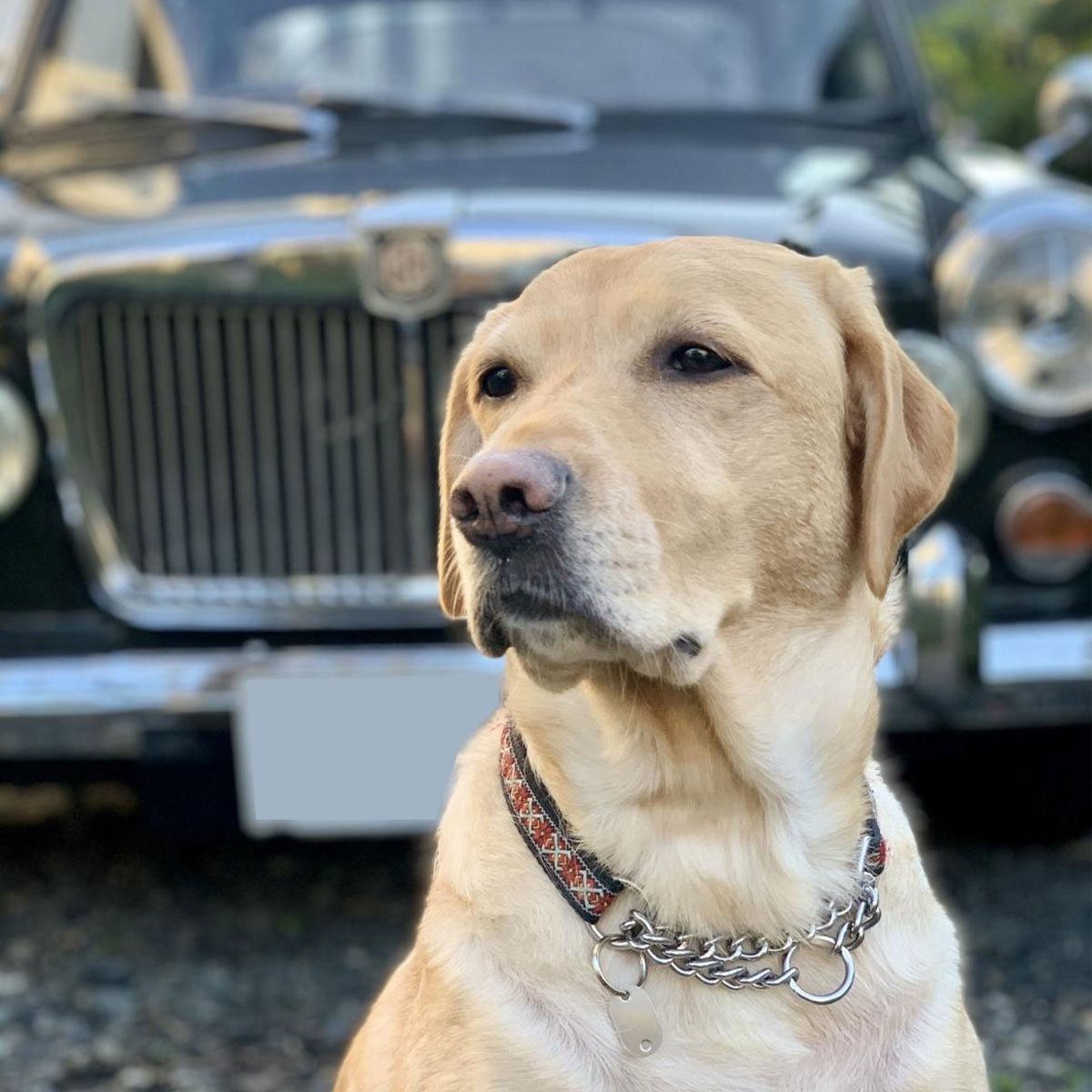 車の前でポーズをとってます。