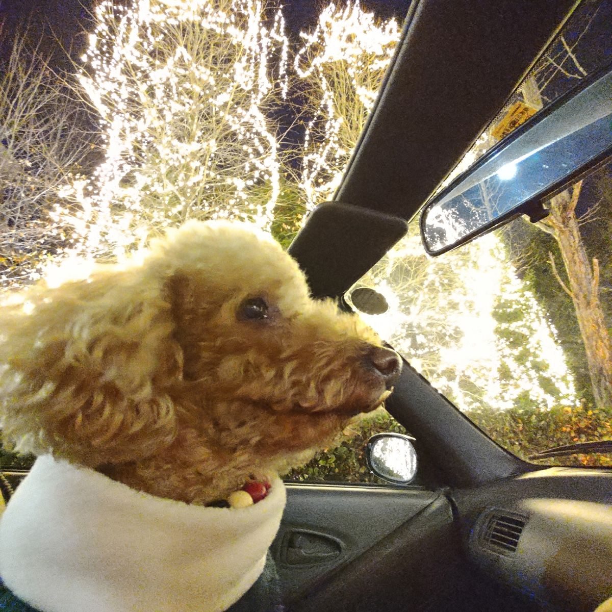 クリスマス・イルミネーションの下をフルオープンで走ってご満悦のワンコ。飼い主は凍えてます。