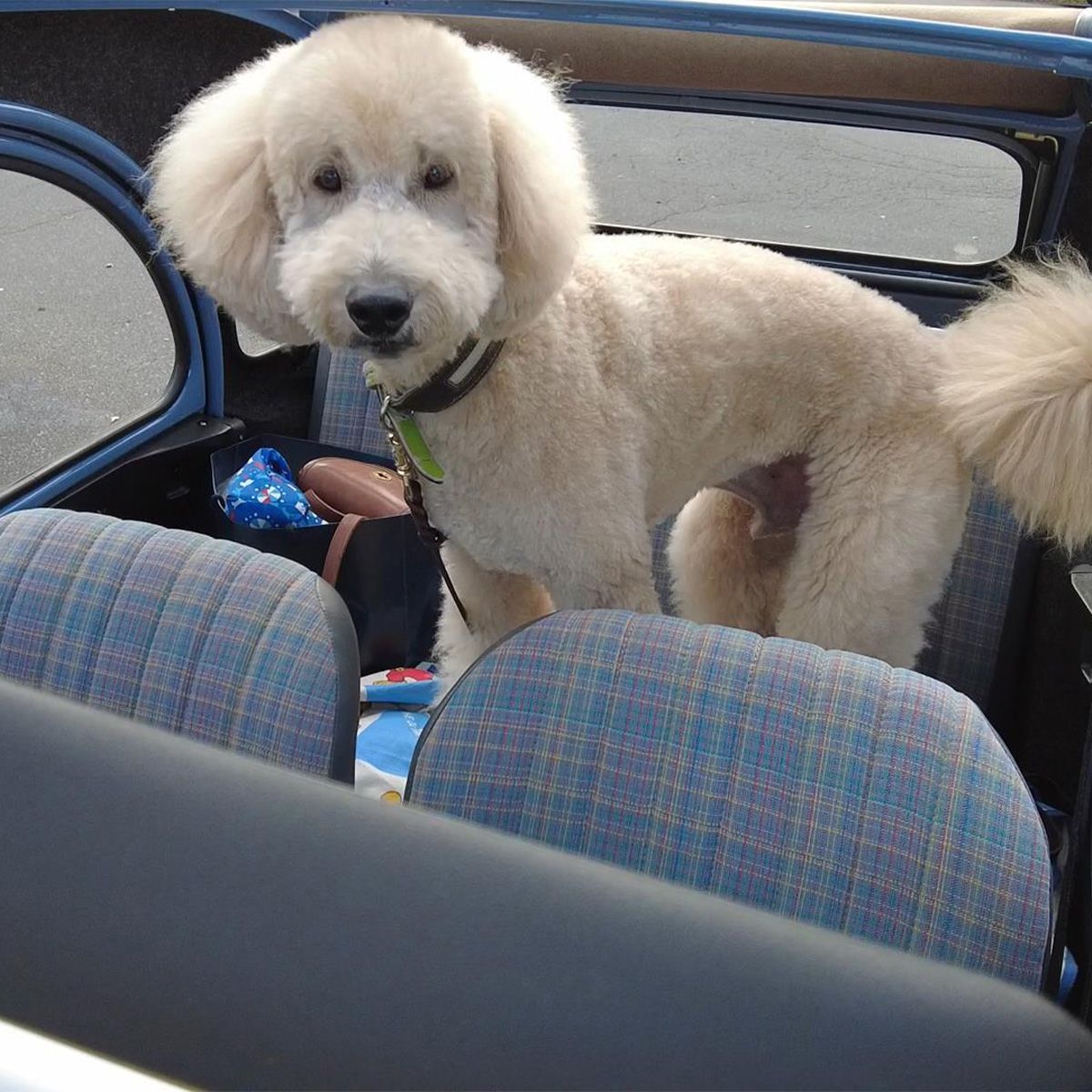 屋根を開けて、きもちいいワン