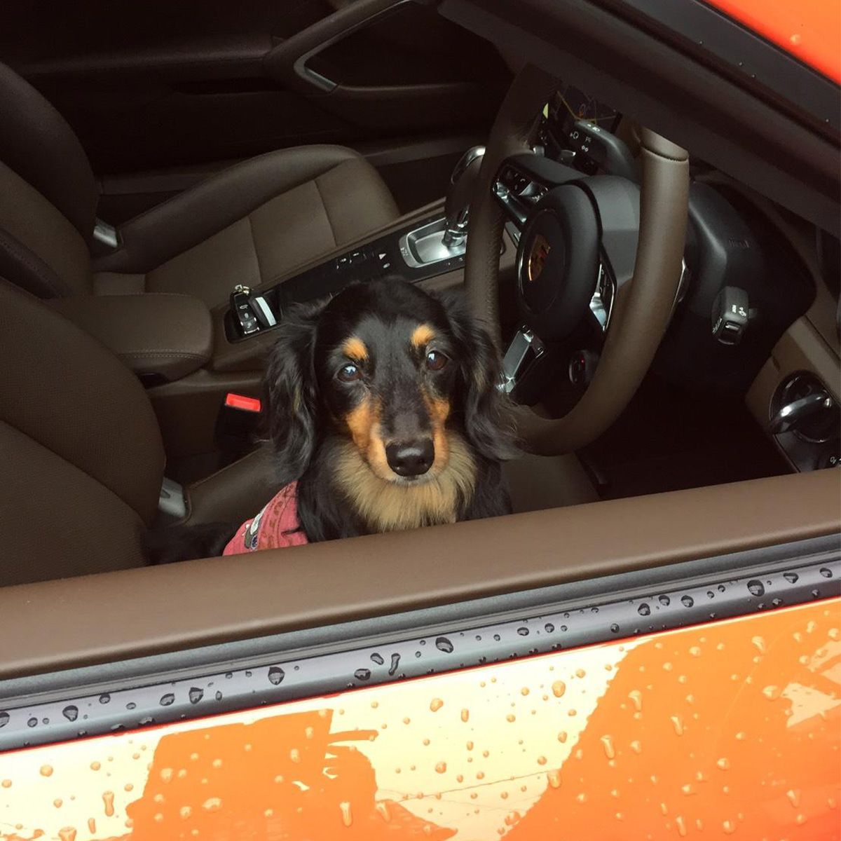 雨上がりの朝、911にのりドヤ顔