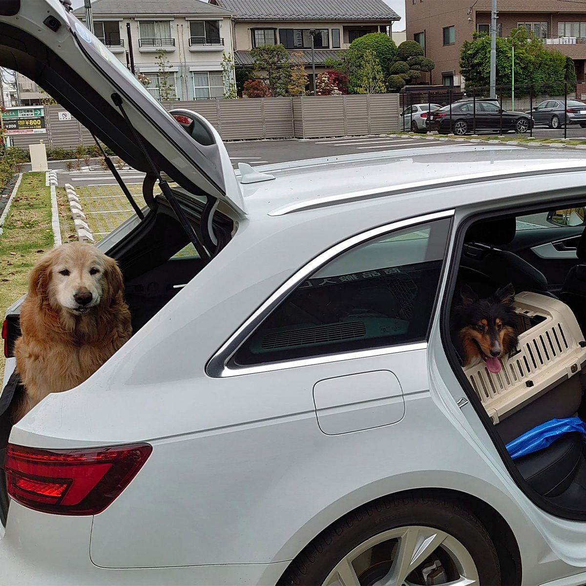 外では暴れても、車に乗るは大好きで、社内ではおとなしくなる。