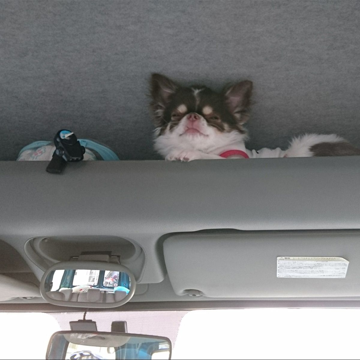 カングーのオーバーヘッドコンソールはこの子達には ロフトです。