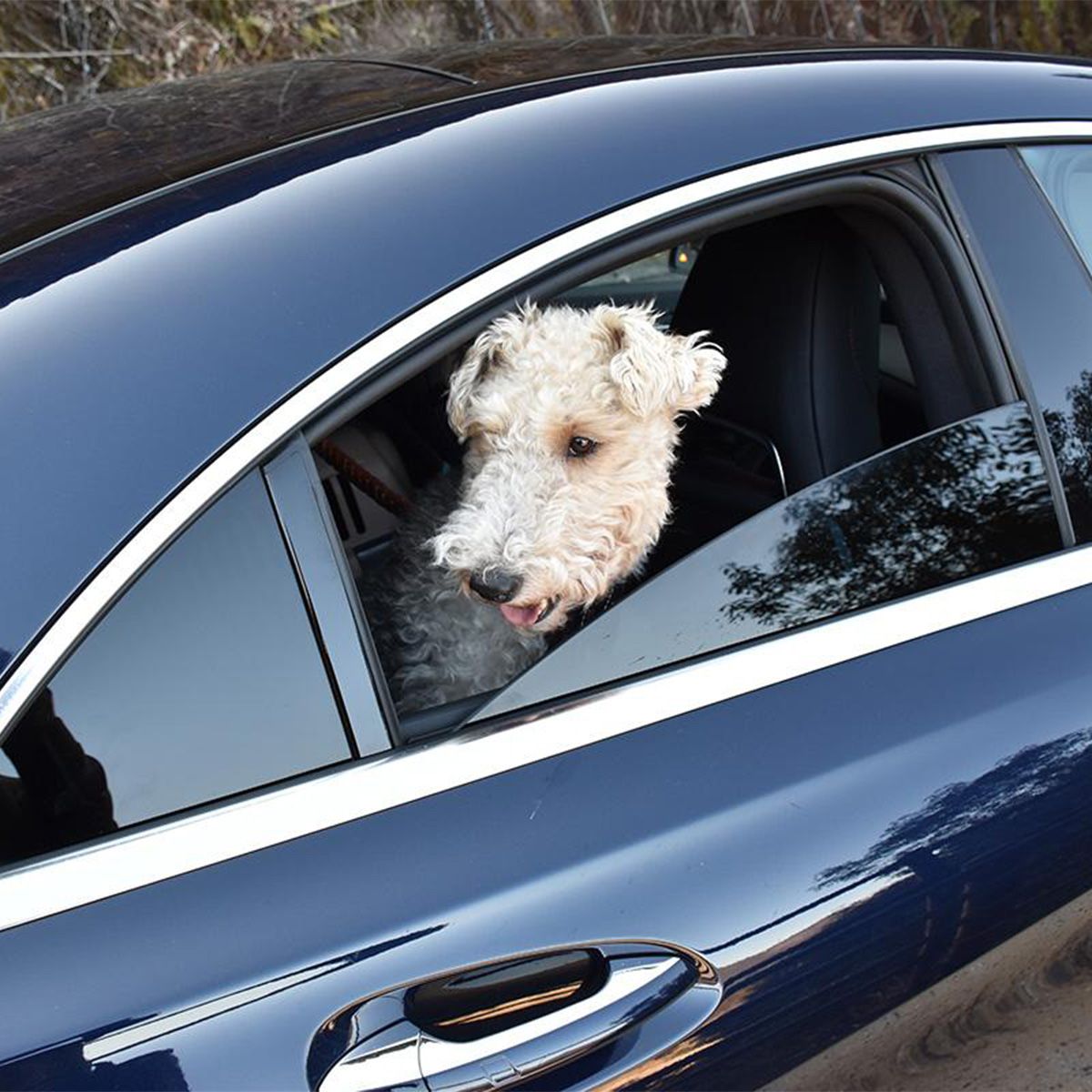 こちらを窺う愛犬