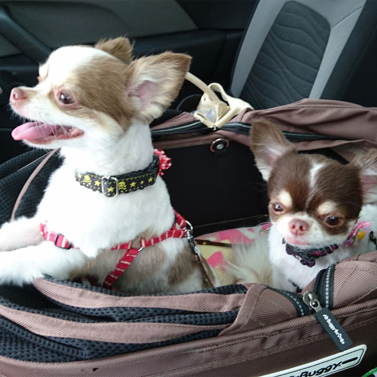 ピカソは全てのシートが個別に倒せるので 大変便利です。