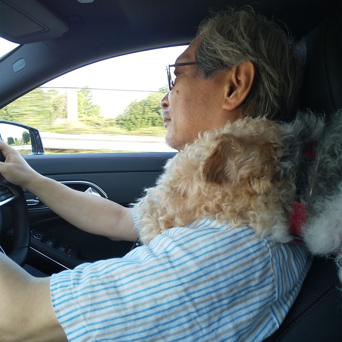 高速道路を走行中は私の肩に顎を載せ前方を眺めながら寛いでいます