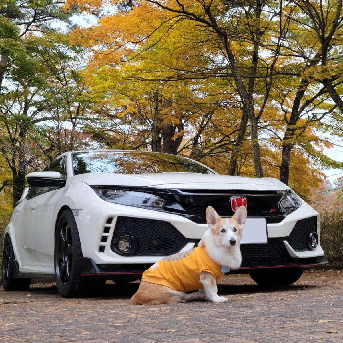 紅葉と愛犬の写真が撮りたくてドライブ モデルも様になってるでしょ!