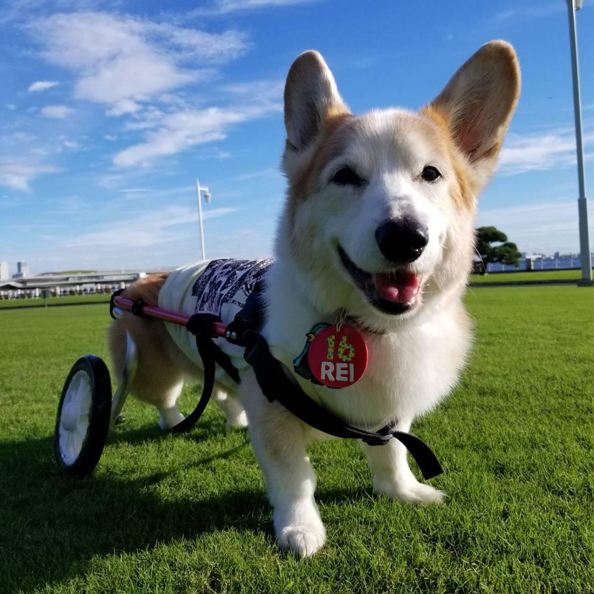 僕の車は二輪だけどね