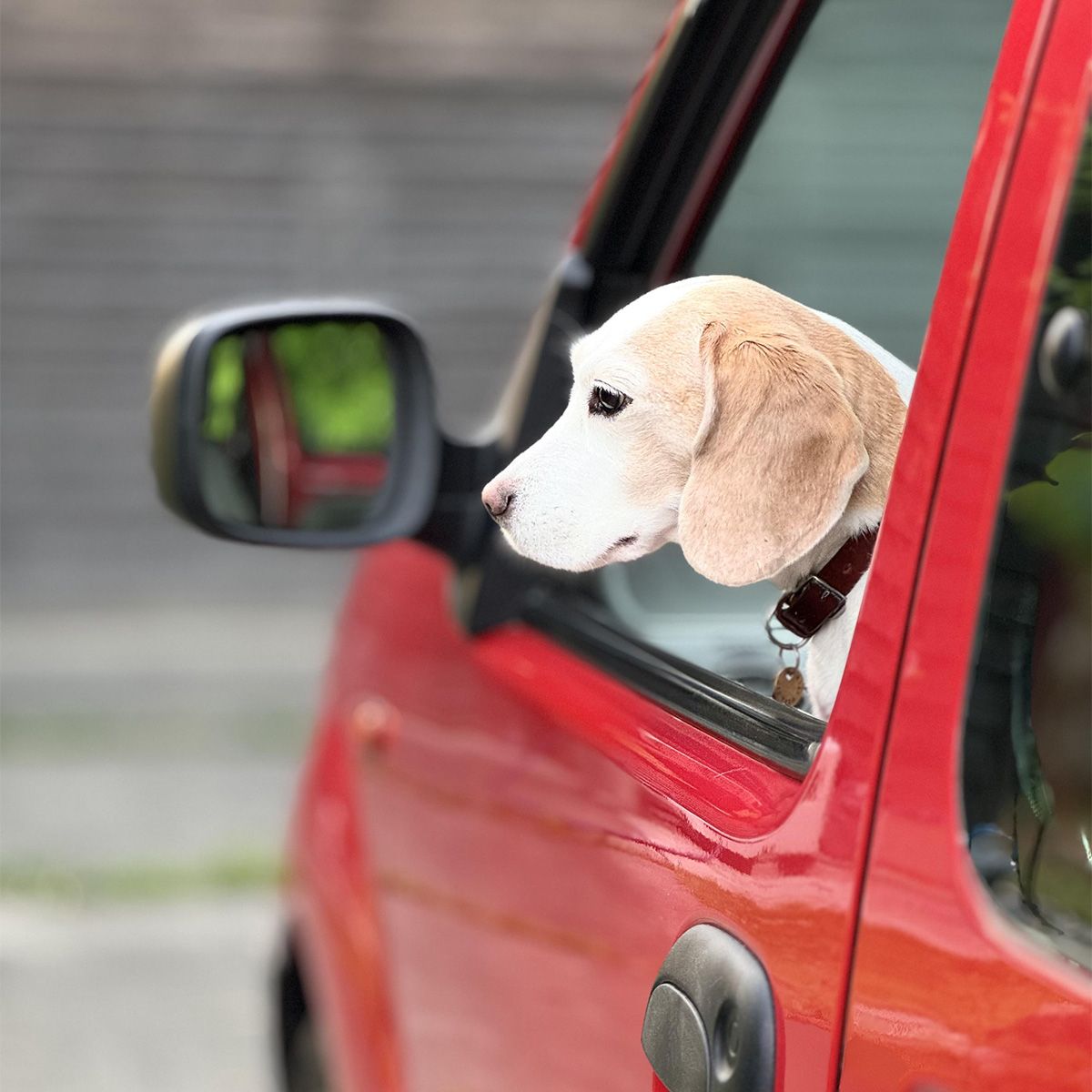 窓から顔を出して出発を待ってます。 実は後ろの席より助手席が好き。