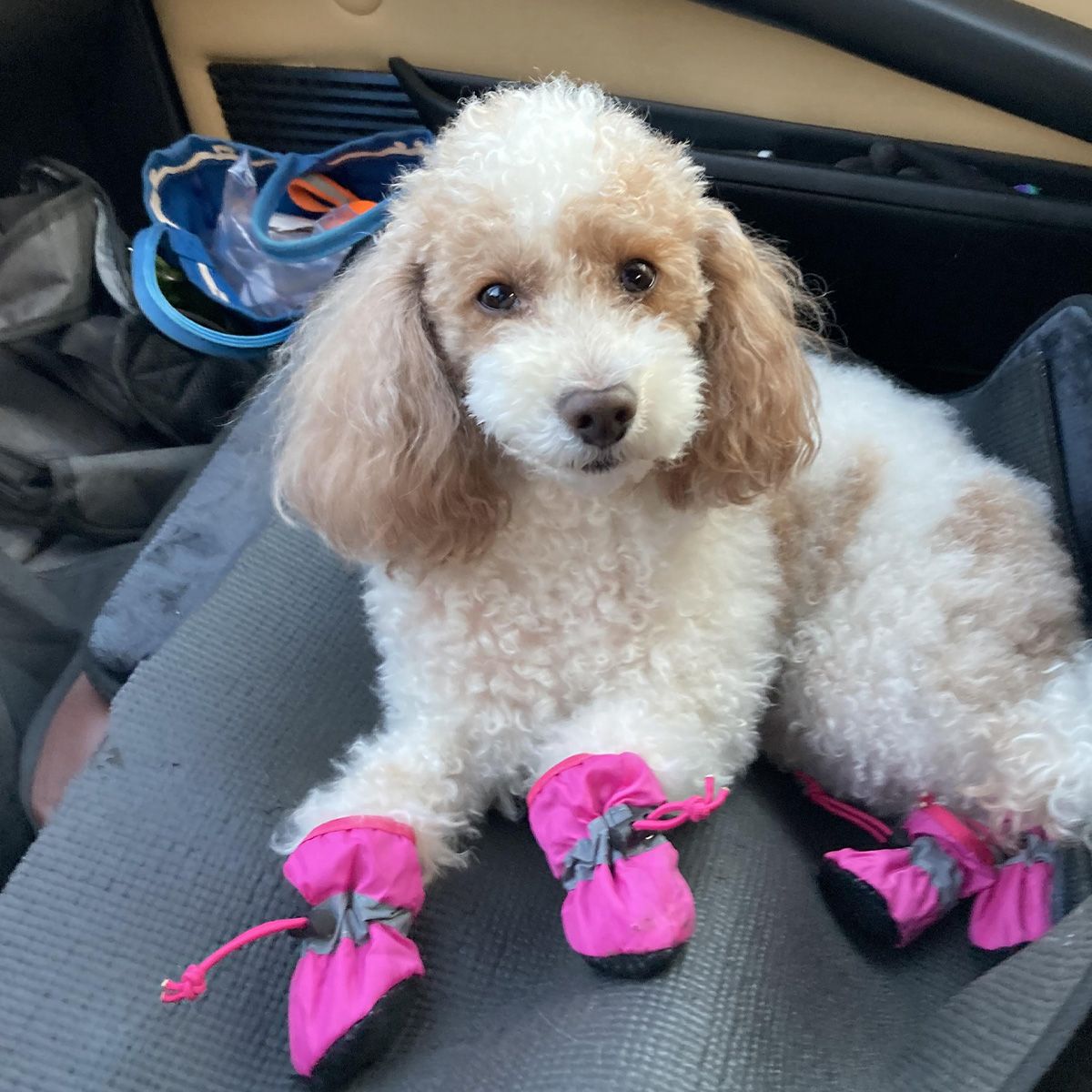 大切な車とモッちゃん