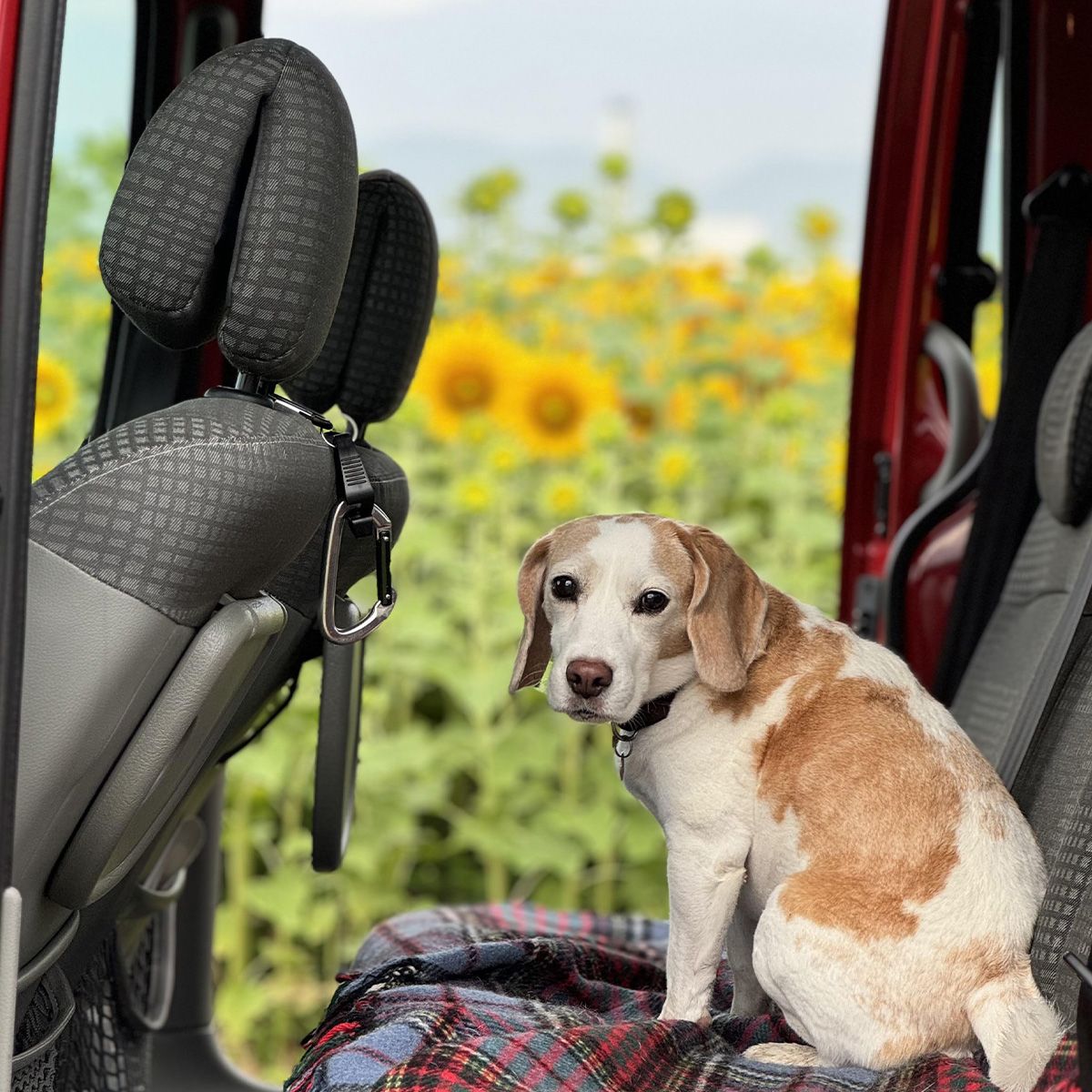 花より団子派です。