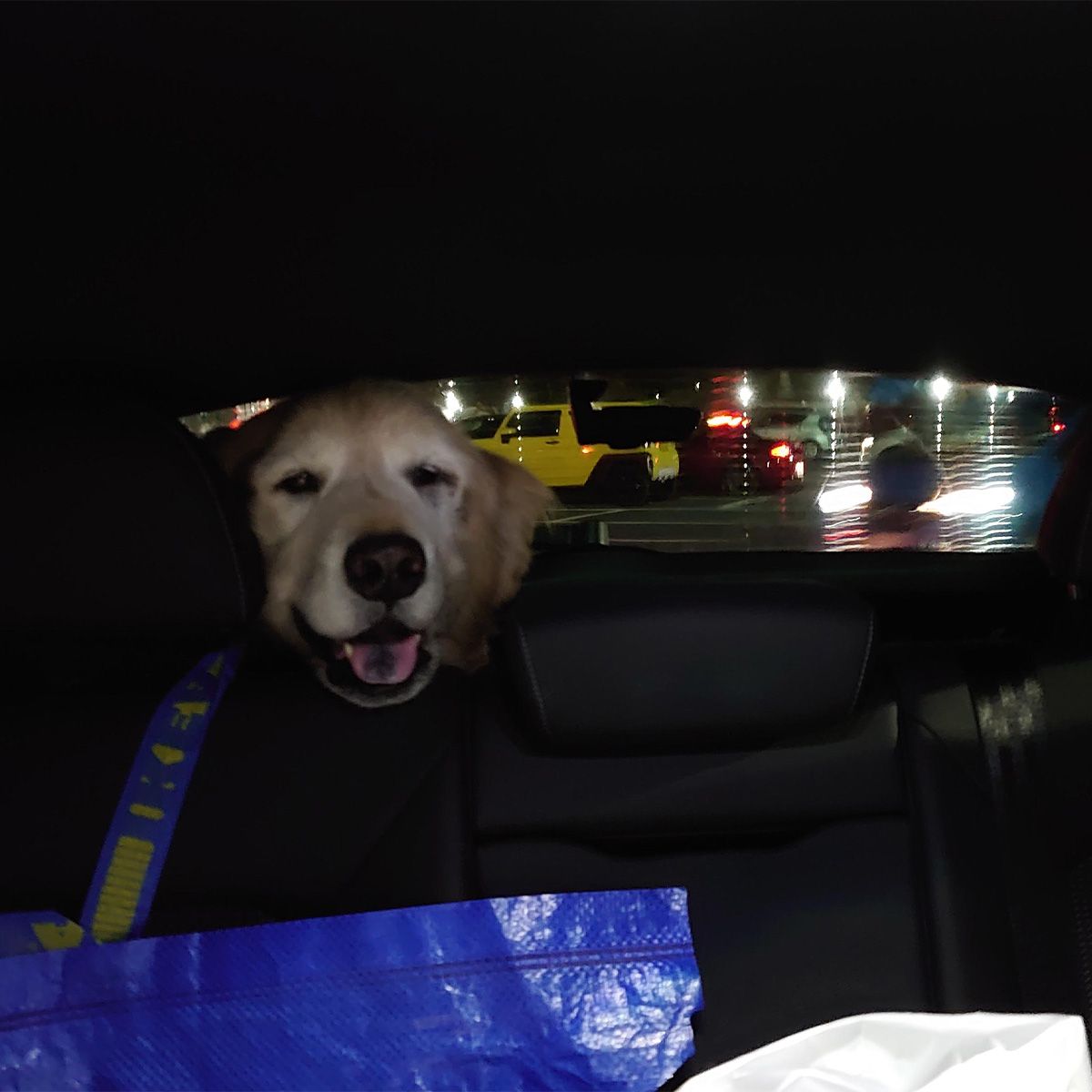 夜のドライブもお気に入り。