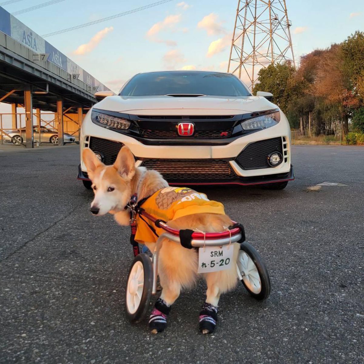 サーキットにも一緒に行ったよ マフラーやエンジン音にも反応しない良い子だったりします。