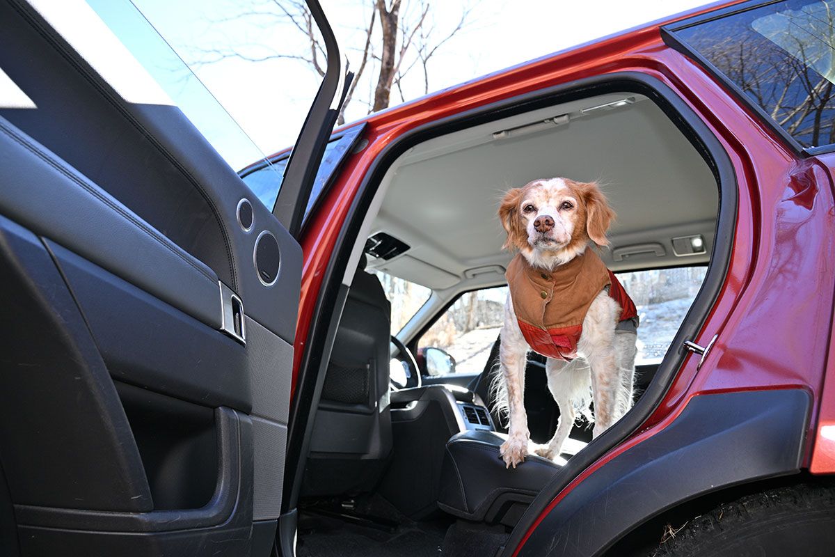 狩猟犬と聞いていたので、取材スタッフを警戒するのかと思ったが超フレンドリーだった。取材日の前日は雪でとても寒かったけれど、ココちゃんは元気に森を歩きまわっていた。