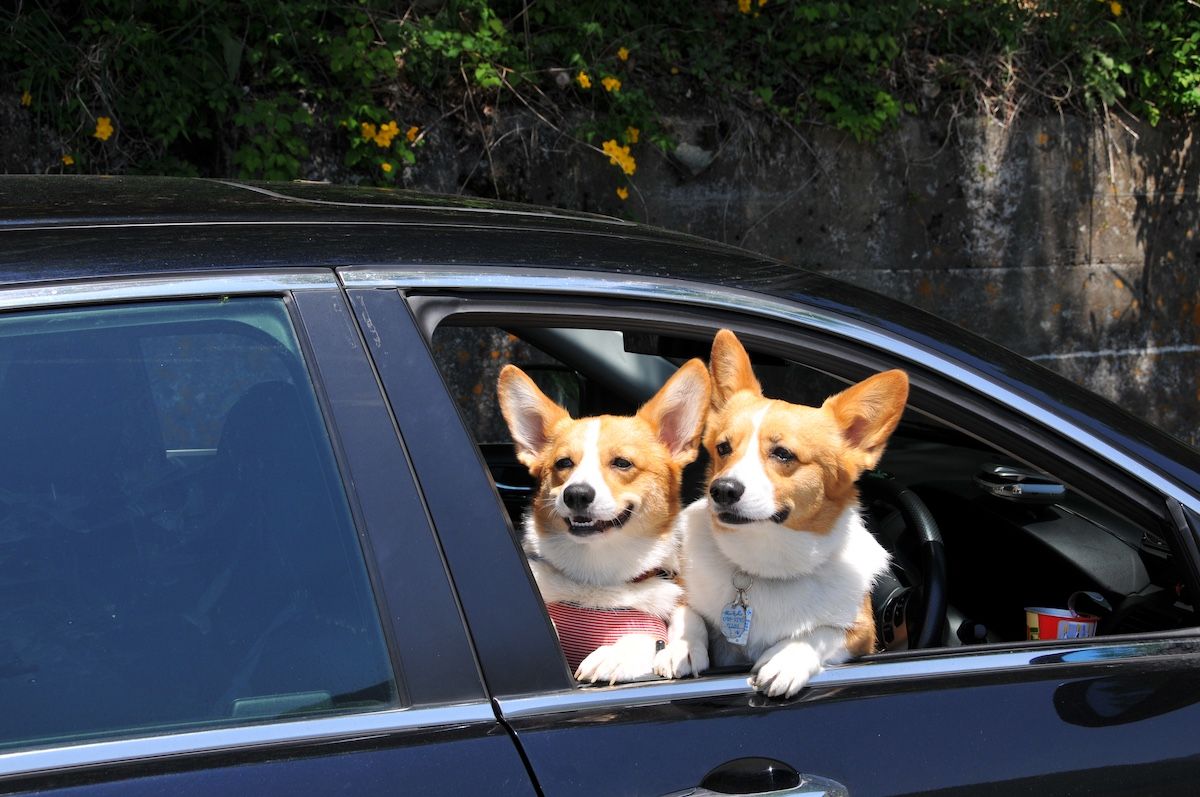 こちらの写真は、初代犬「もも」（右）と2台目犬「こなつ」（左）。