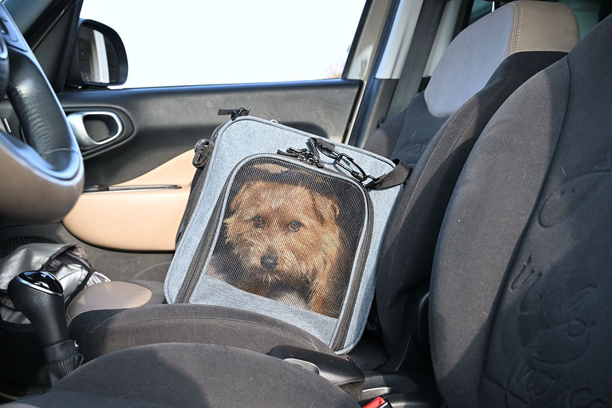 テトはシートベルトで固定されたクレートに収まっている。