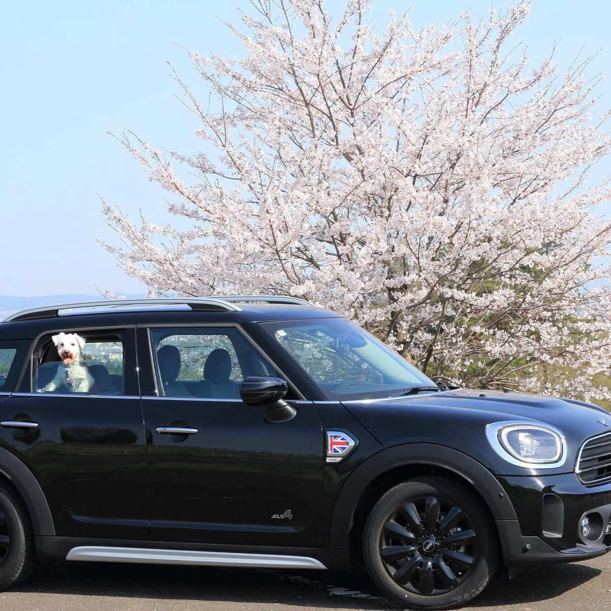 ミニクーパーの後席がお気に入り。