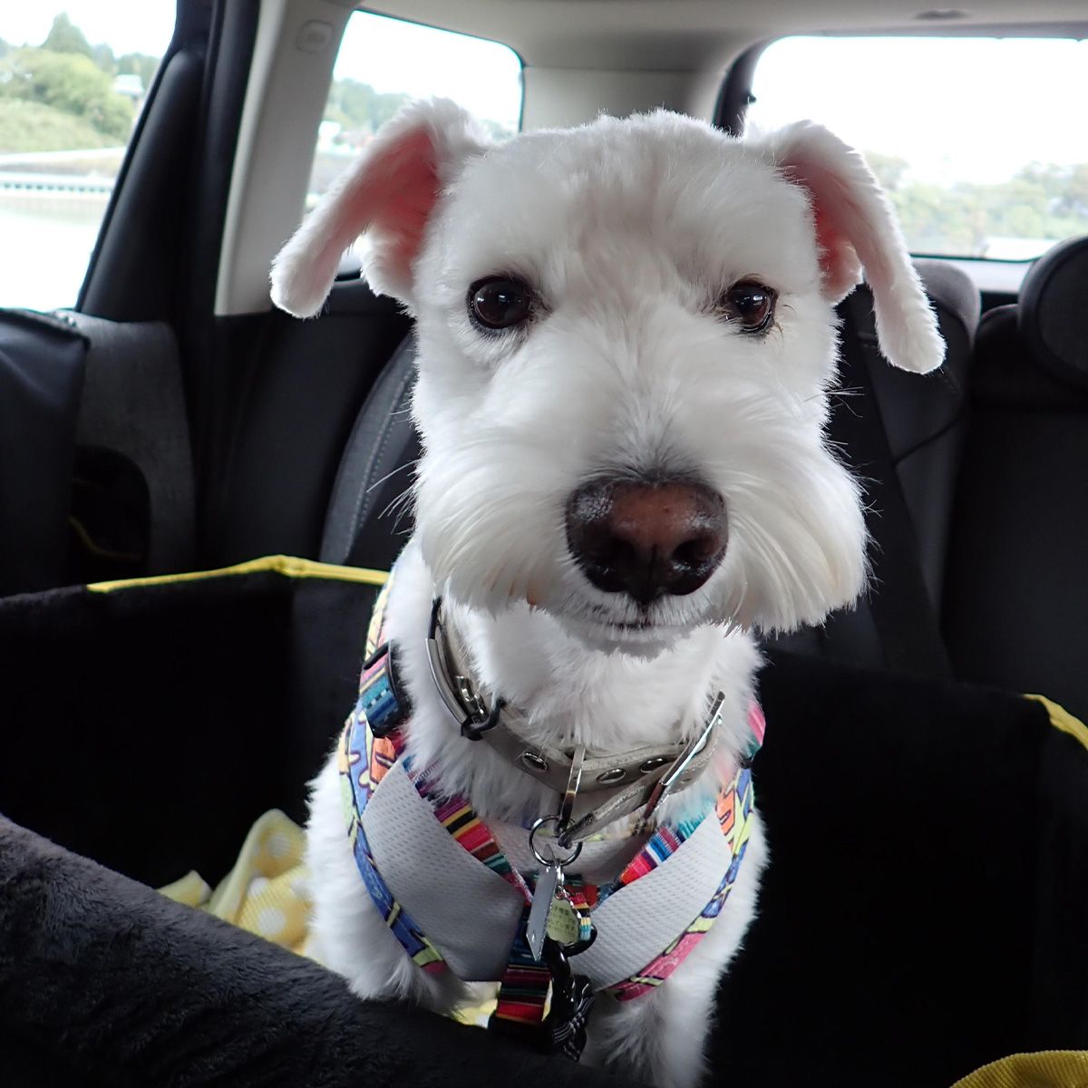 お気に入りのワンコBOX