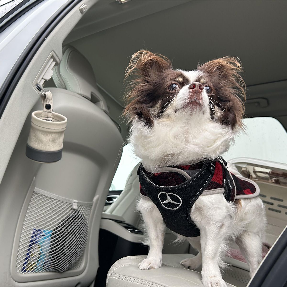 ドアを開けるといつもの散歩コースが広がっています。早く散歩に行きたい！