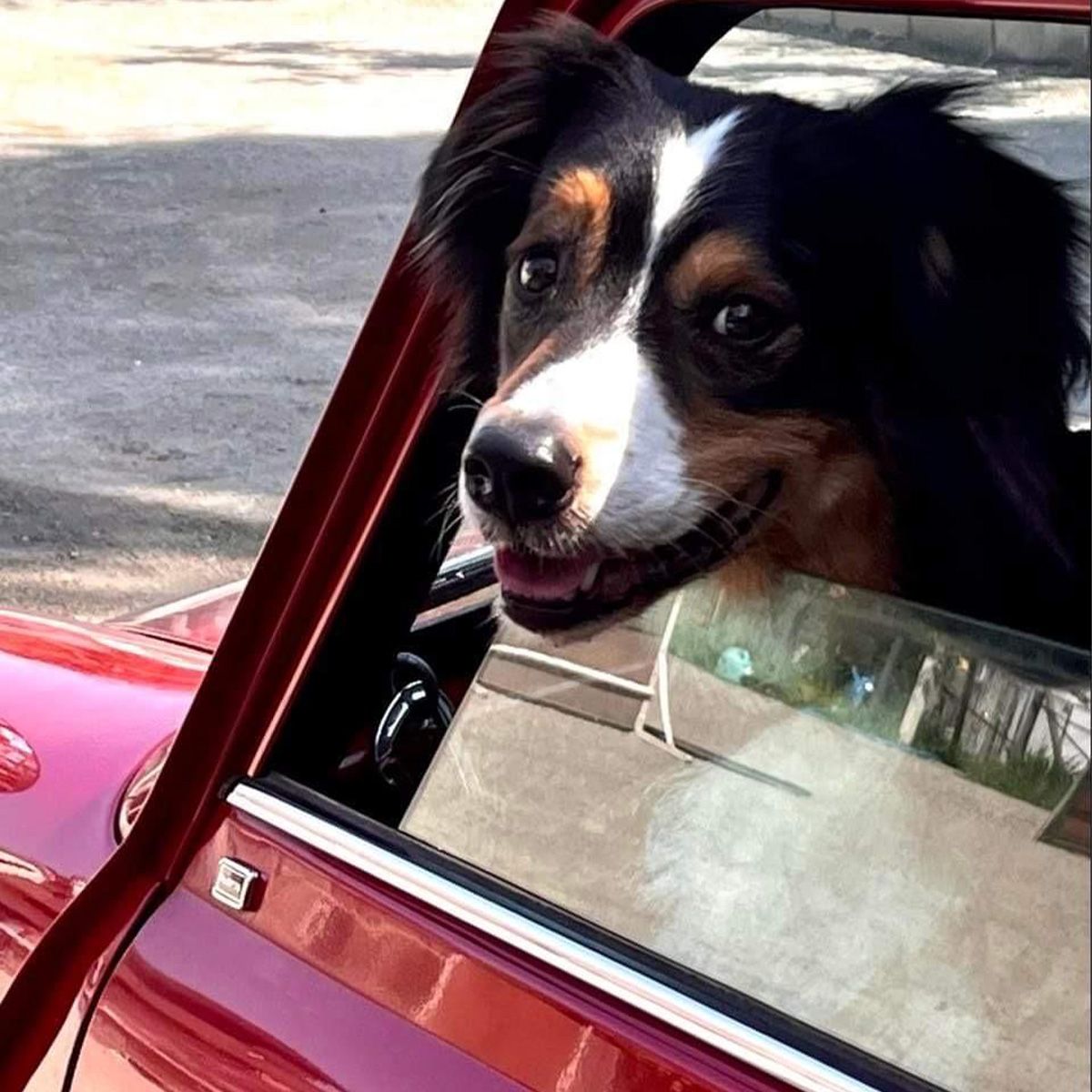 “早くいこうよ～”と自分から助手席に喜んで乗っていきます。