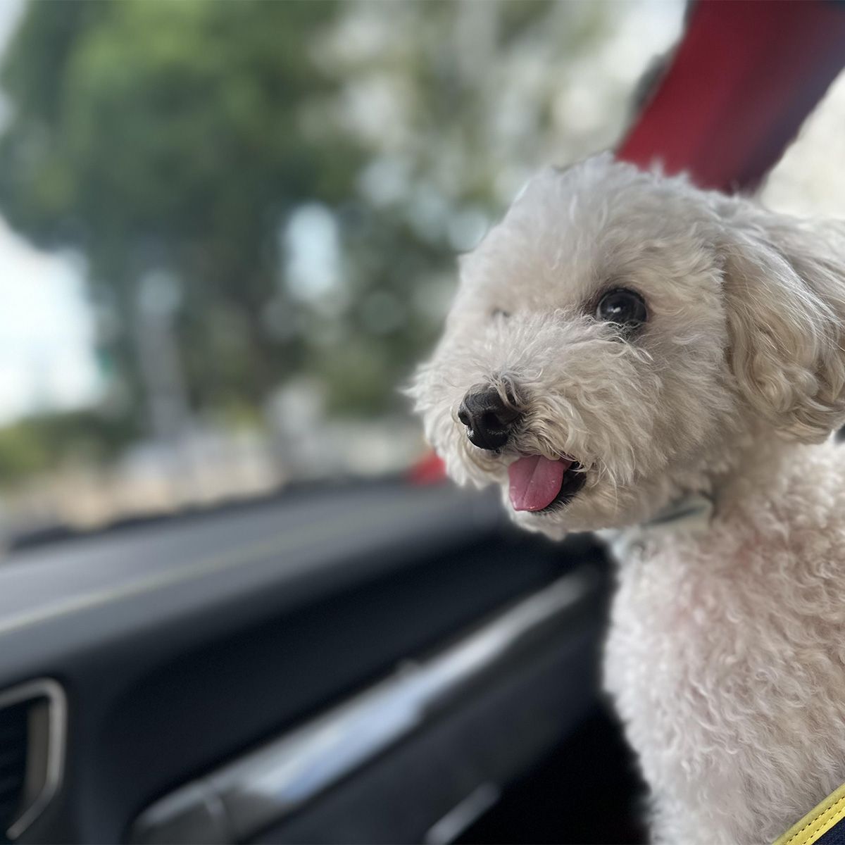 景色を楽しむミルク