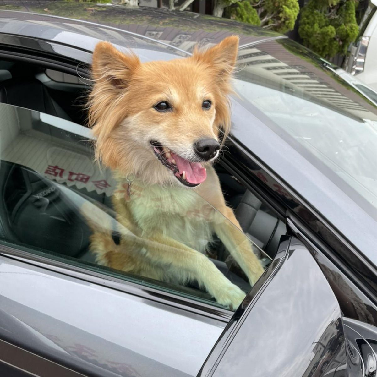 自動販売機まで行って戻って来た時に飼い主を探していた感じです。