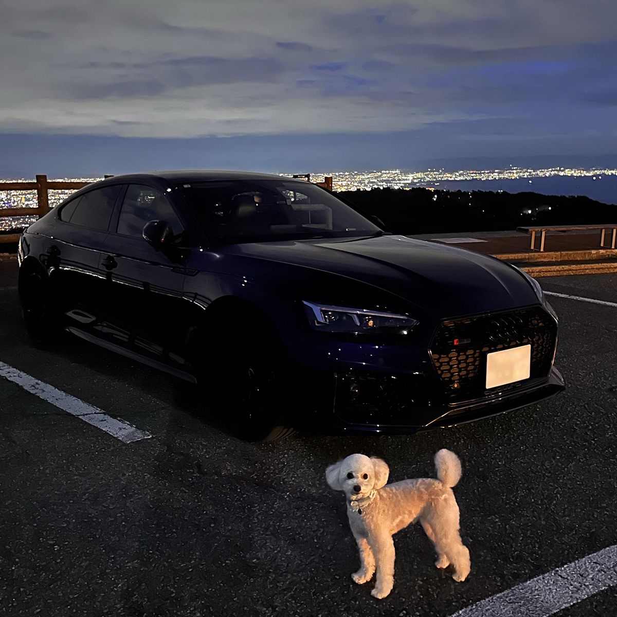 百万ドルの夜景を楽しむミルク