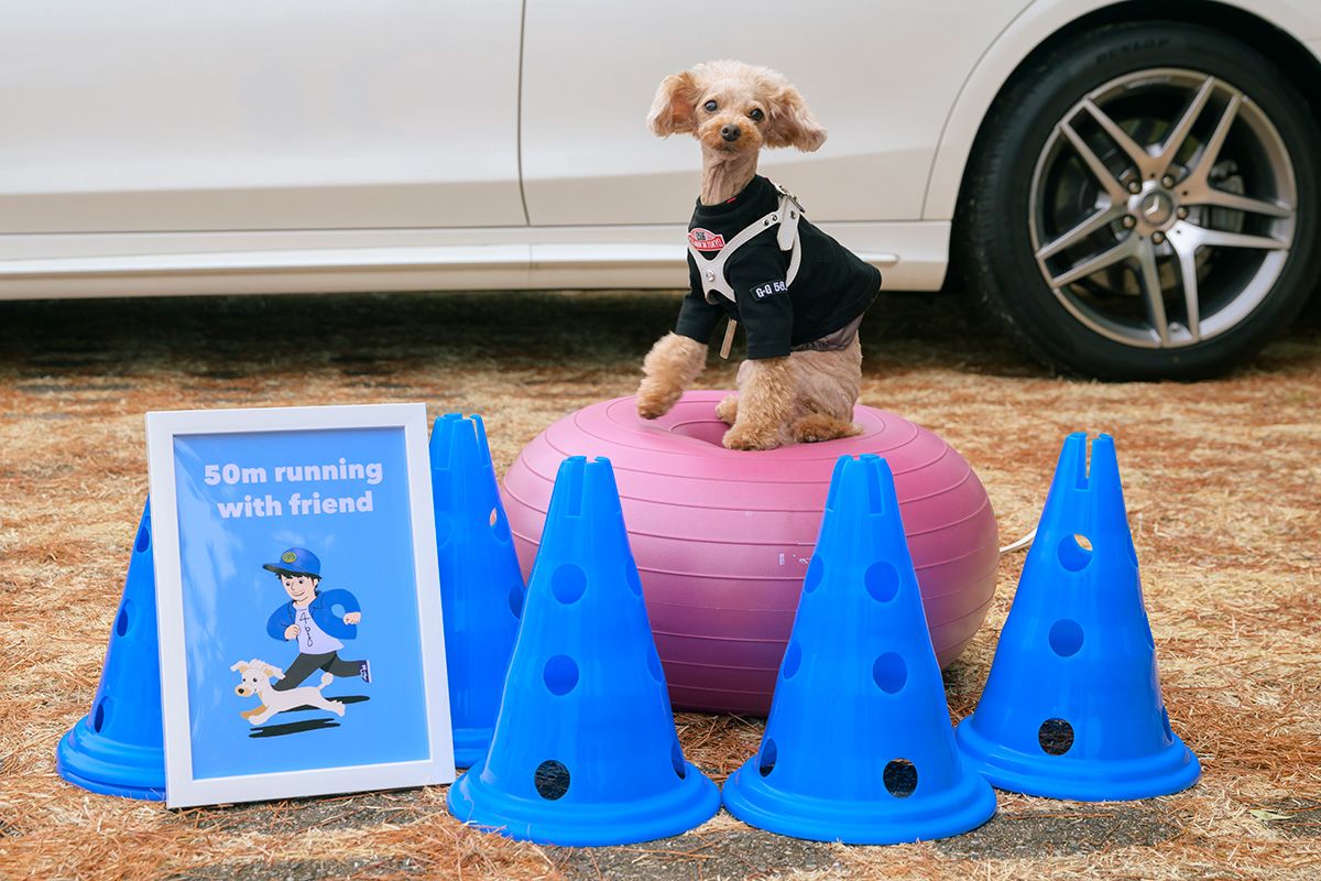 恋人であり友達であり家族でもあるリンちゃん。元気で長生きして欲しいから動物理学リハビリ国際協会でリハビリを学び、ど素人ホテル再建計画さんと一緒にスタートしたインスタ@ladyladylynにて、ワンコのこれからの在り方(筋トレ風景など)を発信中。シニア犬の50m走も開催を予定。真人さんは今後ベントレー・コンチネンタルGTあたりが欲しいそうだ。