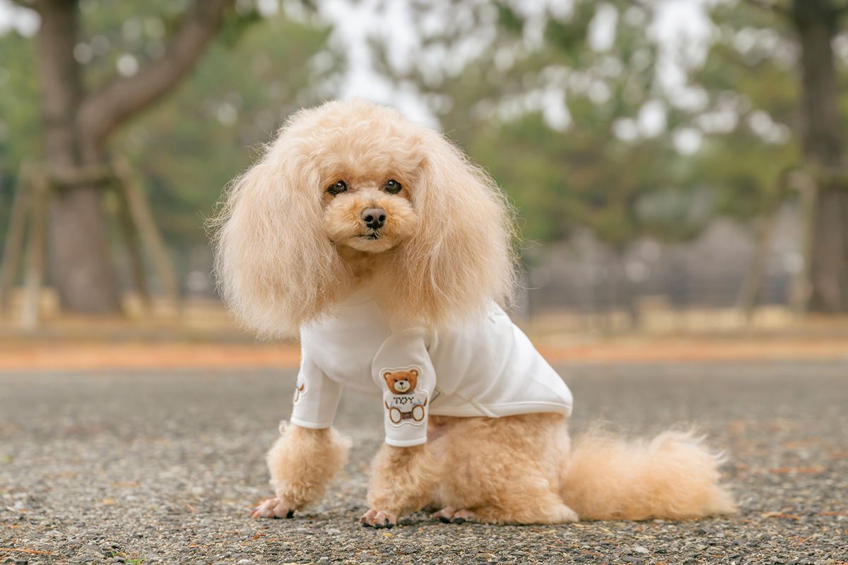 家族の一員であるマロンくんは現在7歳。愛車を車検に出し、普段通らない道を歩いていたときに、以前から気になっていたブリーダー直営店に立ち寄ってみたらマロンくんがいて、一目惚れしてしまったそう。枕もとでスヤスヤ眠ってくれるのだという。小型で賢く、毛が抜けにくいので、愛犬の安全を十分確保しながらロードスターにも気軽に乗せている。