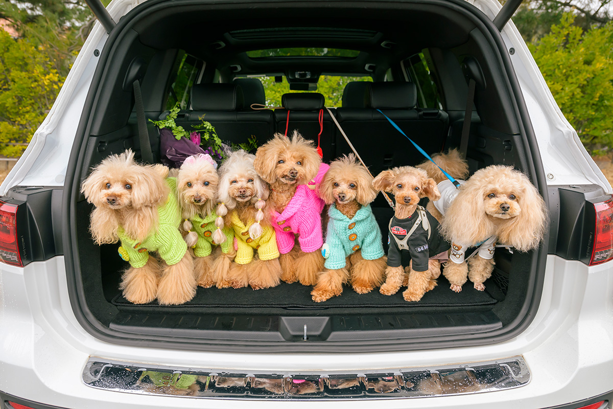 犬好きのクルマ好きたずねて関西へ！ スポーツカーやSUVやサルーンも