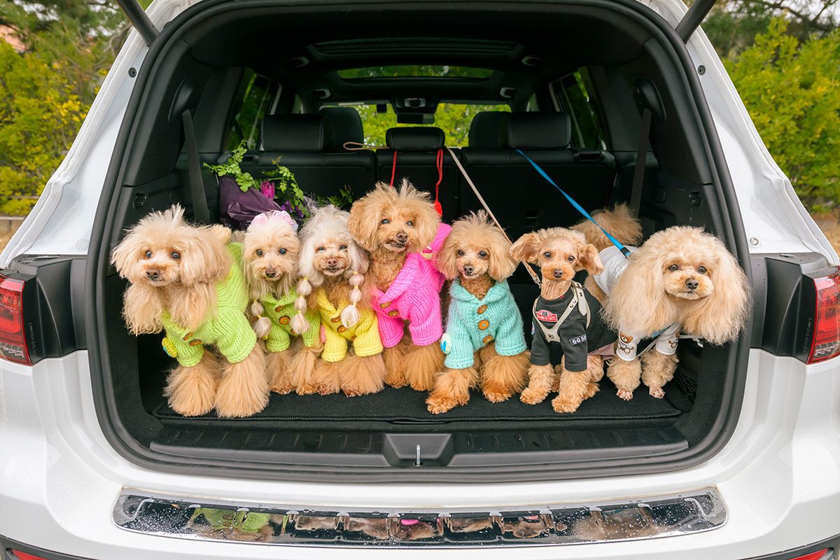 犬好きのクルマ好きたずねて関西へ！ スポーツカーやSUVやサルーンも 
