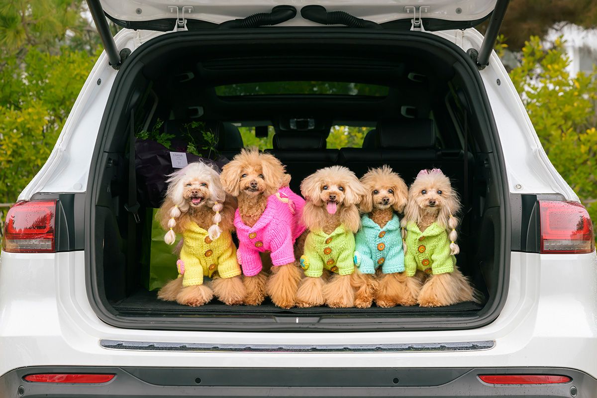 愛犬は、キャンディちゃん（ピンク／15歳）、ウィルくん（ブルー／13歳）、ジュエルちゃん（イエロー／13歳）、カイくん（キミドリ／12歳）、ルイくん（キミドリ／ロン毛／12歳）という5匹で、3年前に虹の橋を渡ったのはカイくんとルイくんのママで、ウィルくんの奥さんだったラブさん。取材当日は、キレイなお花として参加してくれた。移動時はクレートを使っている。