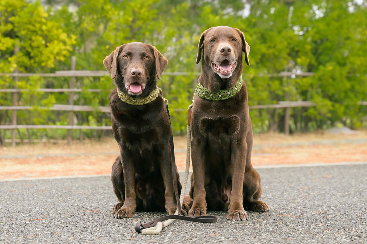 布リードのゾーイくんが10歳、革リードのバートくんが5歳で、ともにアクティブに遊ぶ。スノー・シューやブーツ、ワンコの身体洗い用の水が入ったタンクなどが荷室に。バートくんは泳ぐのも大好き。まだ4カ月の頃、兄たちを追いかけ川の浅瀬を走っているうちに水深が深いところまで行ってしまったが、いつのまにか泳いでいたとか。以来、泳ぎが得意のカッパのバート、となったそう。