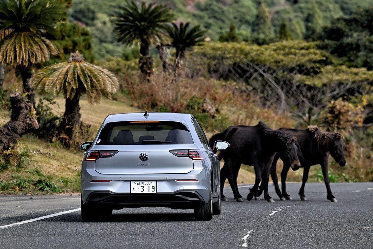 敷地内には野生の馬が闊歩している。もちろん”馬優先”だ。