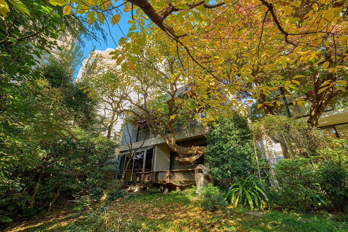 北側は入口となる細い通りに接し、南は斜面となる横河邸の敷地。庭の木々の多くは、両親が植えたもの。