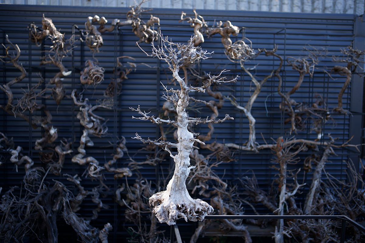 枯れてしまった盆栽の木々。乾燥後にさまざまなアレンジが施される。